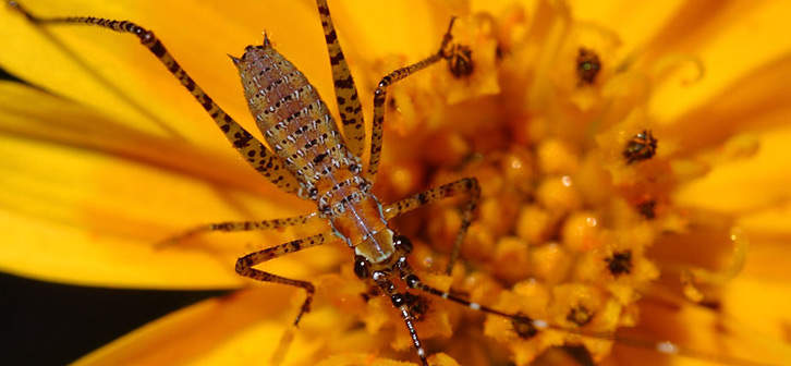 Antabuse is utilized for people dealing with persistent alcohol addiction and avoid them from drinking alcoholic beverages by inducing thirst, flushing, chest pain, unfamiliarity, convulsions, nausea, dizziness, low blood tension, arrhythmias or rapid heartbeats.